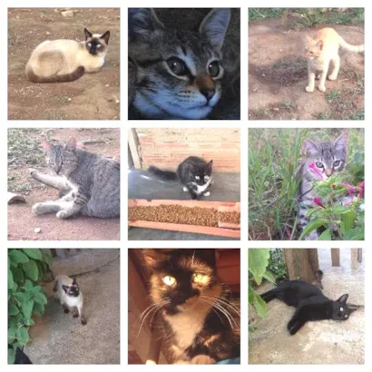Gato raça DV idade  nome Vários Gatinhos