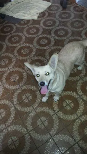 Cachorro ra a SRD idade  nome Cherry