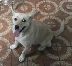 Cachorro ra a SRD idade  nome Cherry