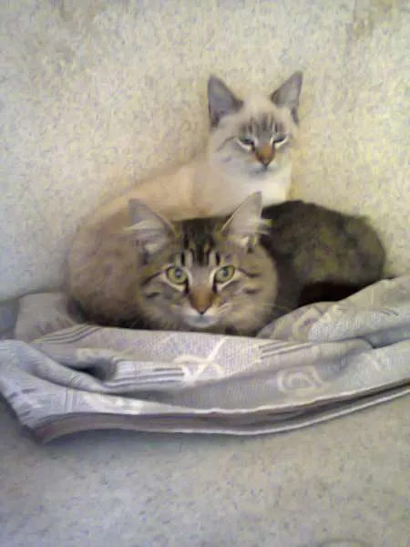 Gato ra a SRD idade  nome Lindos e meigos