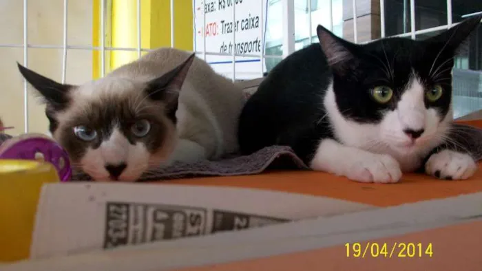 Gato ra a SRD idade  nome Lindos e meigos