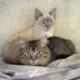 Lindos e meigos