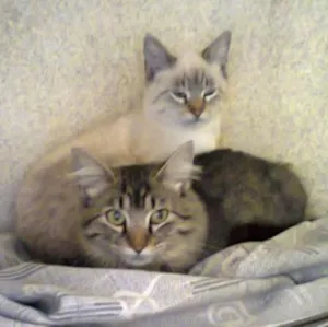 Gato raça SRD idade  nome Lindos e meigos
