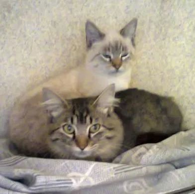 Gato ra a SRD idade  nome Lindos e meigos