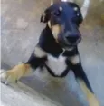 Negão