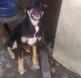 Negão