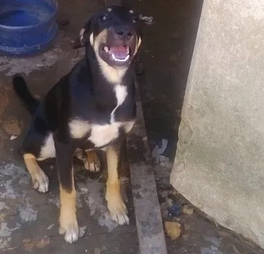 Cachorro ra a Sem raça definida idade 2 a 6 meses nome Negão