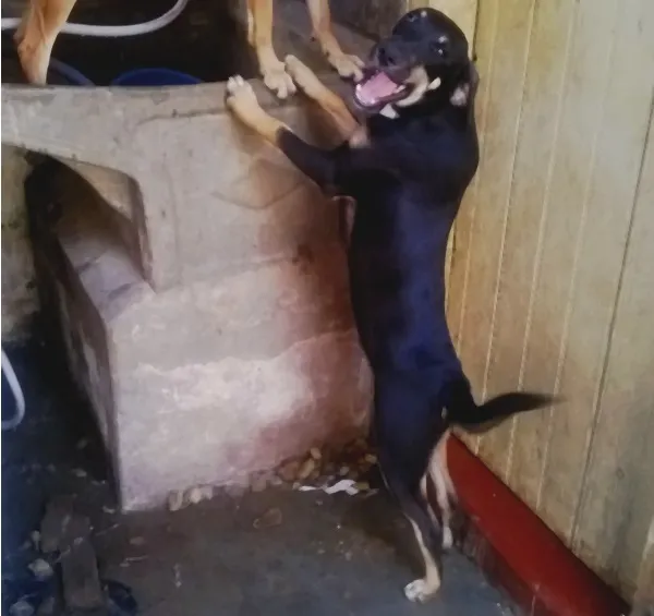 Cachorro ra a Sem raça definida idade 2 a 6 meses nome Negão
