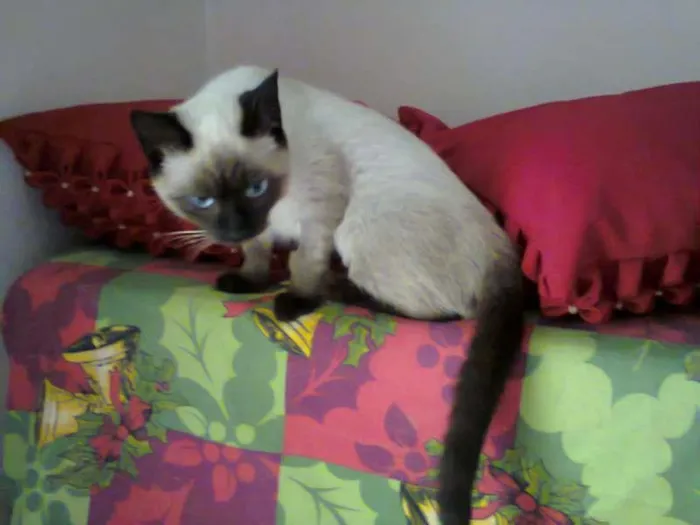 Gato ra a Siamês idade  nome  Siamesinha