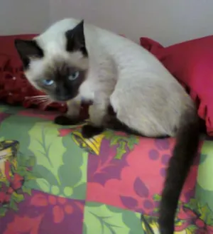 Gato raça Siamês idade  nome  Siamesinha