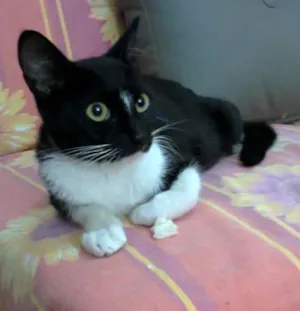 Gato raça SRD idade  nome JOY 