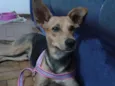 Antonieta