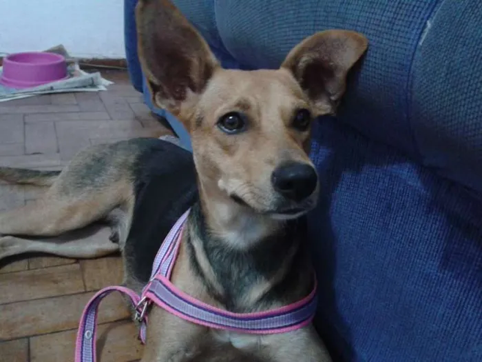 Cachorro ra a SRD idade 2 anos nome Antonieta