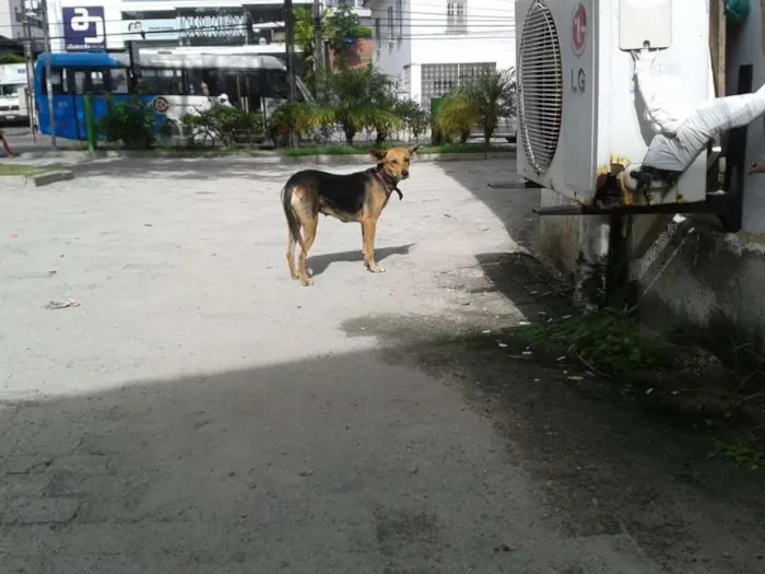 Cachorro ra a SRD idade 2 anos nome Antonieta