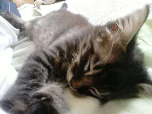 Gato raça SRD idade Abaixo de 2 meses nome Tigrinho Eletrico