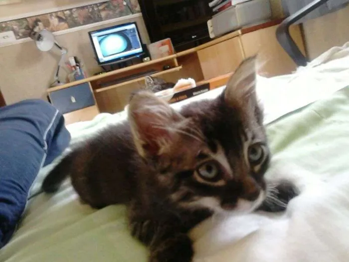 Gato ra a SRD idade Abaixo de 2 meses nome Tigrinho Eletrico