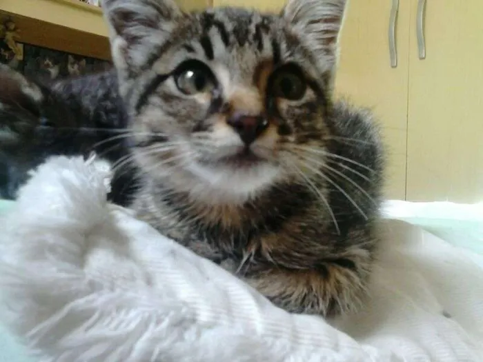 Gato ra a SRD idade Abaixo de 2 meses nome Serena