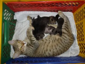 Gato raça desconhecida idade Abaixo de 2 meses nome Sem nome
