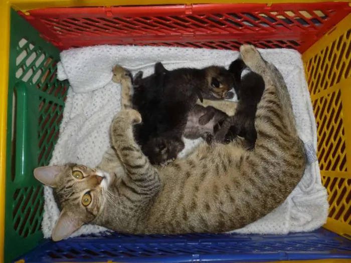 Gato ra a desconhecida idade Abaixo de 2 meses nome Sem nome