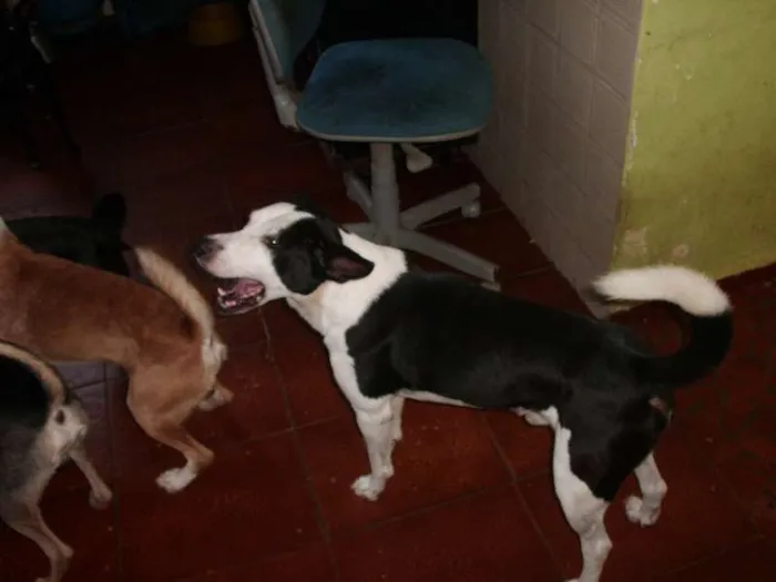 Cachorro ra a SRD idade 6 ou mais anos nome NESTOR