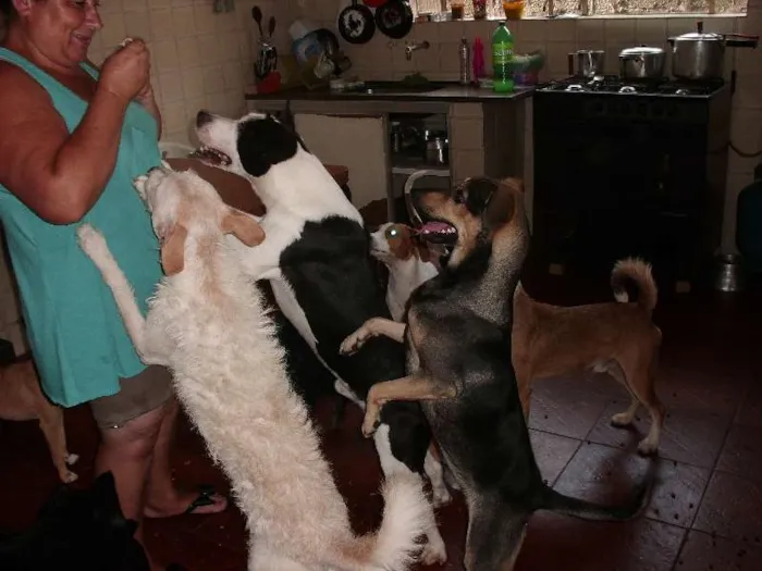 Cachorro ra a SRD idade 6 ou mais anos nome NESTOR