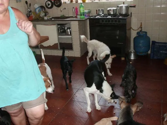 Cachorro ra a SRD idade 6 ou mais anos nome NESTOR