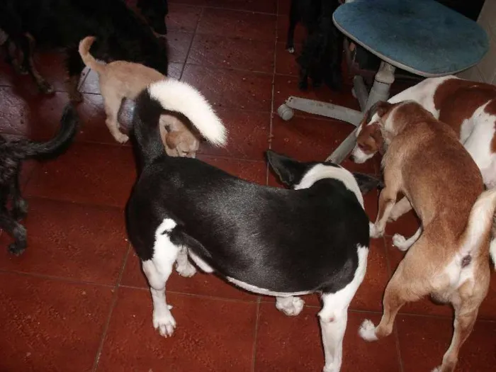 Cachorro ra a SRD idade 6 ou mais anos nome NESTOR
