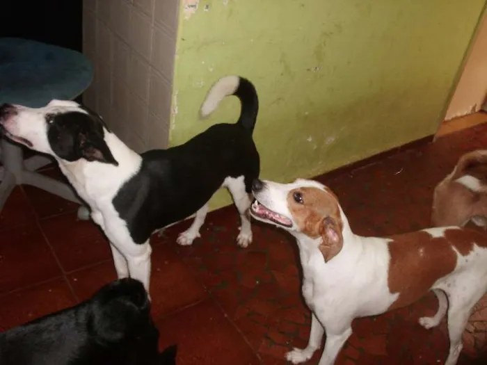 Cachorro ra a SRD idade 6 ou mais anos nome NESTOR