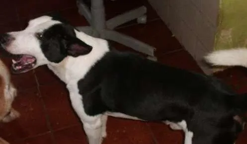 Cachorro ra a SRD idade 6 ou mais anos nome NESTOR