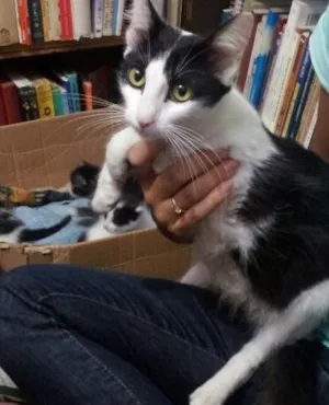 Gato raça Vira Lata idade 2 anos nome Maria
