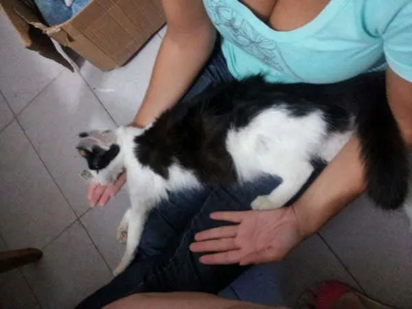 Gato ra a Vira Lata idade 2 anos nome Maria
