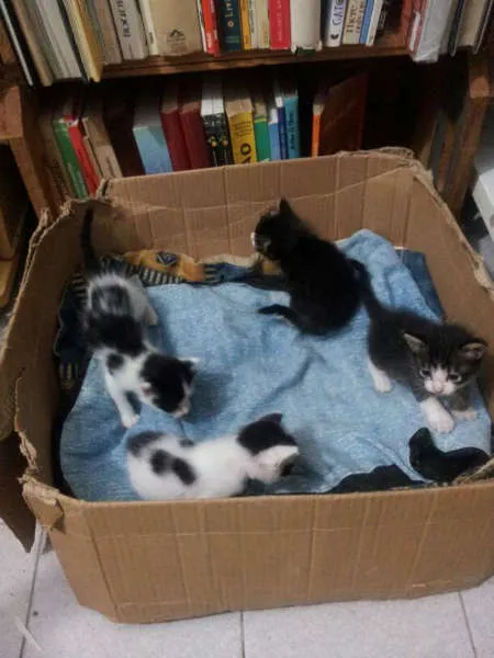 Gato ra a Vira Lata idade Abaixo de 2 meses nome Lindos filhotes