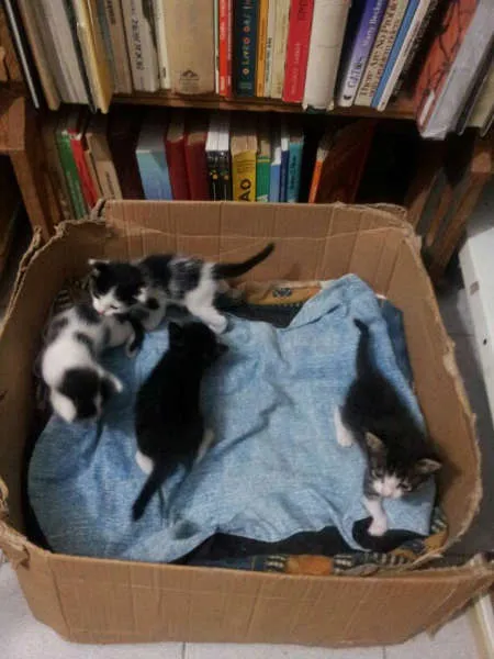 Gato ra a Vira Lata idade Abaixo de 2 meses nome Lindos filhotes