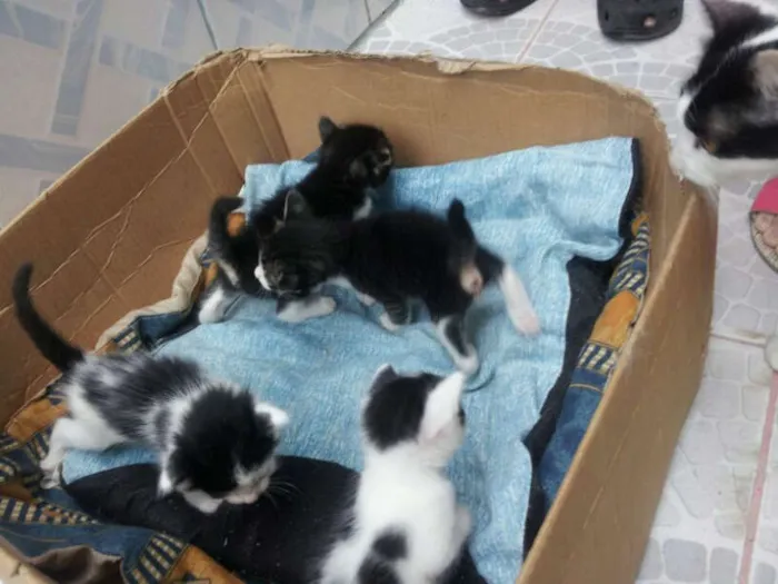 Gato ra a Vira Lata idade Abaixo de 2 meses nome Lindos filhotes