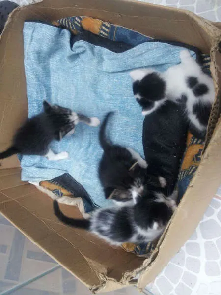 Gato ra a Vira Lata idade Abaixo de 2 meses nome Lindos filhotes