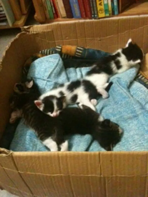 Gato ra a Vira Lata idade Abaixo de 2 meses nome Lindos filhotes