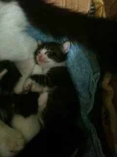 Gato ra a Vira Lata idade Abaixo de 2 meses nome Lindos filhotes