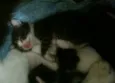 Lindos filhotes