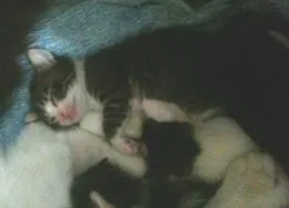 Gato ra a Vira Lata idade Abaixo de 2 meses nome Lindos filhotes