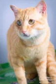 Loirão