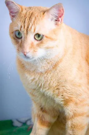 Gato raça SRD idade 3 anos nome Loirão