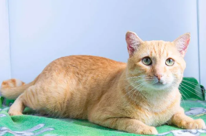 Gato ra a SRD idade 3 anos nome Loirão