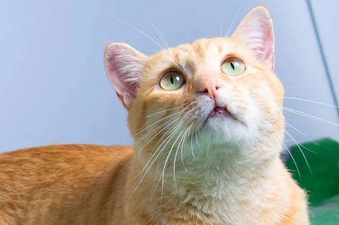 Gato ra a SRD idade 3 anos nome Loirão