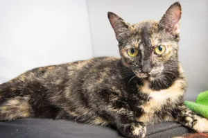 Gato raça SRD idade 2 anos nome Ferrugem