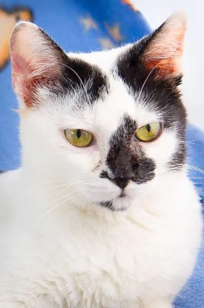 Gato ra a SRD idade  nome Chiquinho