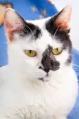 Chiquinho