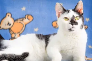 Gato raça SRD idade  nome Chiquinho