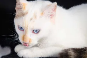 Gato raça SRD idade 7 a 11 meses nome Chiquinha
