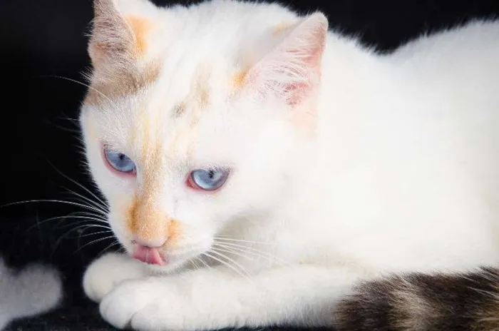 Gato ra a SRD idade 7 a 11 meses nome Chiquinha