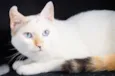 Chiquinha